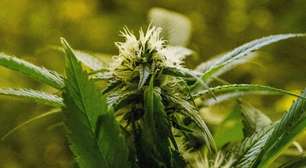 O que muda com as novas regras da Anvisa para uso da cannabis medicinal no Brasil?