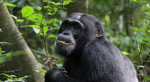 Chimpanzés aprenderam a usar ervas medicinais para tratar doenças; veja como humanos podem se beneficiar