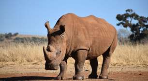 Material radioativo é injetado em chifres de rinocerontes para evitar caça