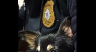 Polícia Civil resgata cachorrinha que havia sido dada como morta e devolve a tutora
