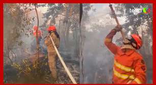 Brigadistas se unem para salvar ninho de tuiuiús de incêndio no Pantanal