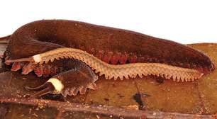 Cientistas descobrem nova espécie de verme de veludo no Equador