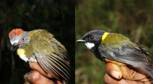 Cãibras e até a morte: conheça as aves venenosas descobertas na Nova Guiné