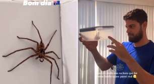 Um 'gigante' dentro de casa: Casal brasileiro acha aranha em banheiro na Austrália