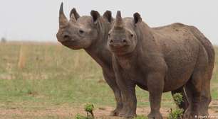 Cientistas combatem caça ao rinoceronte com radiatividade