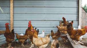 EUA fecha acordo com Moderna para vacina da gripe aviária