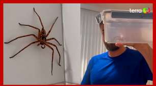 Casal de brasileiros encontra aranha 'gigante' em banheiro na Austrália: 'Batismo aconteceu'