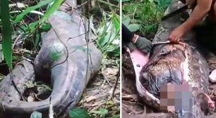Mulher desaparece e é encontrada dentro de cobra píton de nove metros