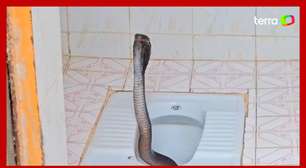 Cobra capaz de matar elefante com apenas uma mordida é flagrada em vaso sanitário na Índia