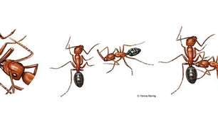 Vídeo mostra formigas amputando membros de companheiras para salvar suas vidas