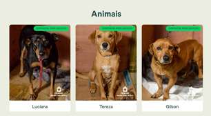 Plataformas online facilitam adoção e reencontro de animais do Rio Grande do Sul