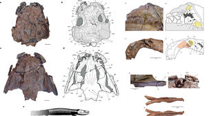 Fóssil "salamandra gigante" do Paleozoico é encontrado na Namíbia