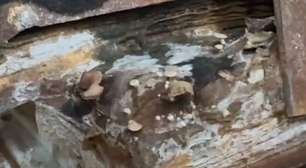 Cogumelos nascem em processos trabalhistas que ficaram submersos em enchentes do RS