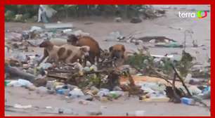 Cachorros são arrastados por correnteza durante passagem de furacão na Jamaica