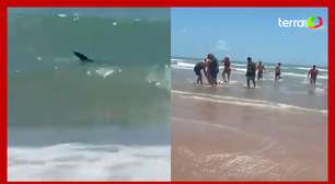 Tubarão ataca quatro banhistas em praia nos Estados Unidos