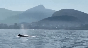Morro da Urca ganha espaço para observação de baleias em alto-mar no Rio
