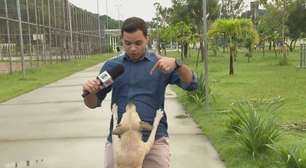 Cachorro caramelo invade transmissão ao vivo da Globo, morde fio e gera risos