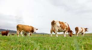 Dinamarca deve ser 1º país a taxar pum e arroto de gado devido à emissão de CO2