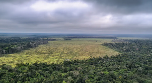 Mercado voluntário de carbono é confiável? Falta de regulamentação fragiliza potencial brasileiro