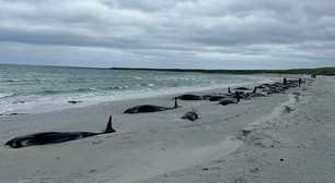 Mais de 70 baleias-piloto são encontradas encalhadas em uma ilha da Escócia