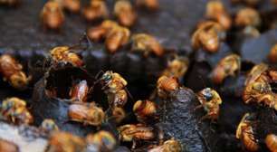 PR: produtores apostam em abelhas para aumentar produtividade do cultivo de kiwi