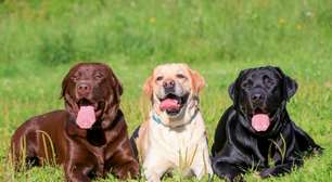 4 características do cachorro da raça labrador retriever