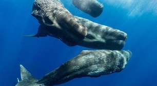 O 'alfabeto' das baleias cachalotes revelado por inteligência artificial