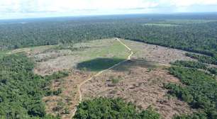 Justiça Federal determina bloqueio de R$ 292 mi de pecuarista que destruiu Floresta Amazônica