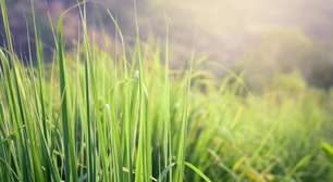 7 benefícios da erva-cidreira para a saúde
