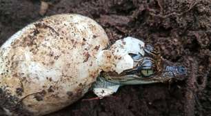 Maior ninhada do século traz esperança para espécie em risco de extinção