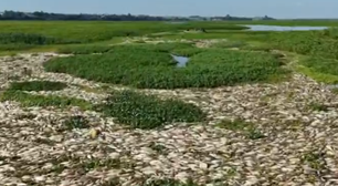 'Pantanal Paulista' enfrenta morte em massa de peixes; entenda