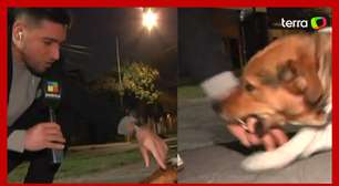 Repórter tenta fazer carinho em cachorro chamado de 'assassino' e é mordido na Argentina