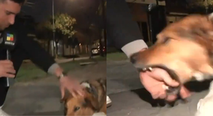 Repórter tenta fazer carinho em cachorro chamado de 'assassino' e é mordido ao vivo; veja vídeo