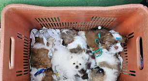 Entenda a operação contra venda de animais que terminou com agressão a veterinárias; veja vídeo