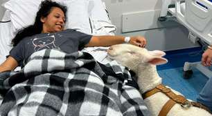 Pacientes de hospital de Curitiba recebem visita de ovelhas como forma de terapia; veja fotos