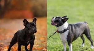 6 diferenças entre as raças buldogue francês e boston terrier