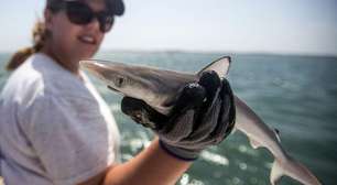 Por que tubarões na costa do Brasil testaram positivo para cocaína