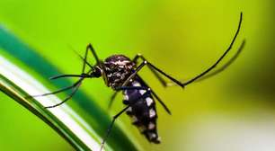 Porto Alegre registra mais de 10 mil casos de dengue