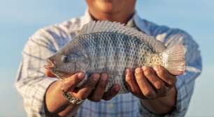 Tilápia é um peixe de verdade? A razão pela qual muita gente acha que não