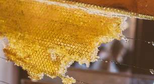 Como a crise climática atinge os coletores de mel alucinógeno do Nepal