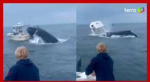 Baleia vira barco com duas pessoas após salto nos Estados Unidos