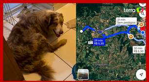 Cachorro percorre 19 km e reaparece na casa de tutores no interior de SP