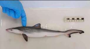 O que falta? Cientistas encontram cocaína em tubarões no RJ