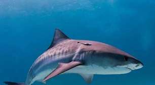 Pra quem não viu: Ataque de tubarões aterroriza equipe da Netflix
