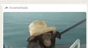 Perfil do Ministério do Esporte publica foto de macaco