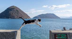 8 curiosidades sobre a habilidade de saltar dos gatos