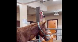 Cavalo Caramelo recupera peso e saúde, mas futuro permanece indefinido
