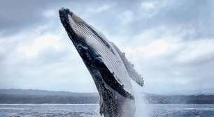 7 curiosidades interessantes sobre as baleias