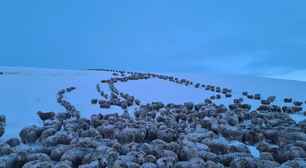 Patagônia argentina enfrenta inverno rigoroso e animais ficam congelados