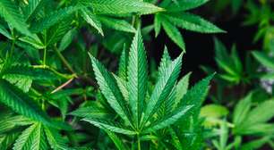 Justiça autoriza homem com TAG e doença de Crohn a importar sementes de cannabis para cultivo medicinal